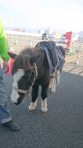 あきた乗馬クラブ ポニー購入 プロジェクト Fan Akita ファンあきた