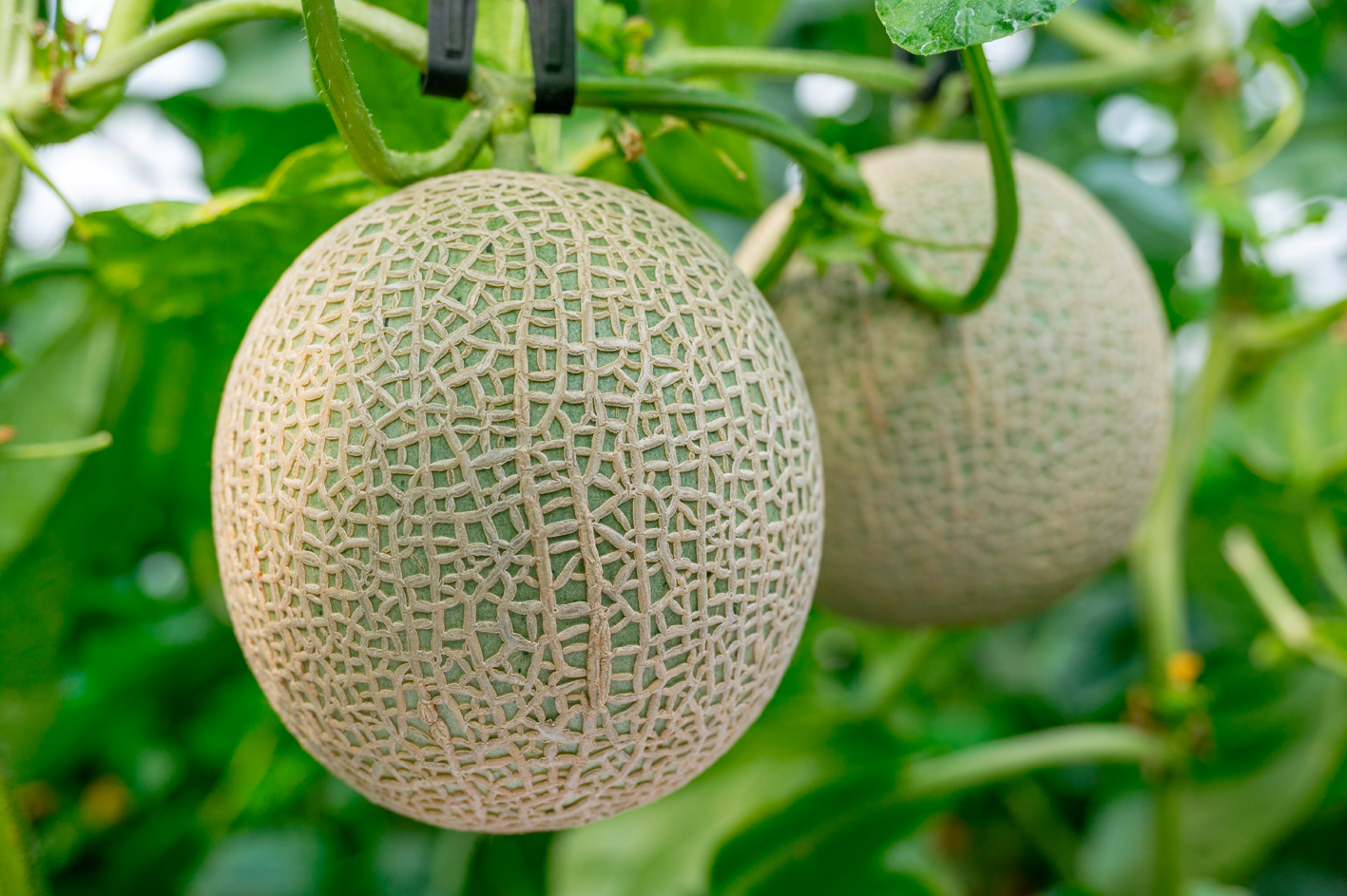 子どもたちと作り上げるメロンツリープロジェクト｜YUIMA