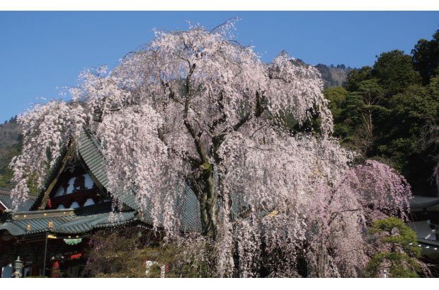 /data/project/138/久遠寺桜1.jpg?1477658143