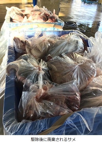 沖縄で駆除されたサメから創る革製品|YUIMA 沖縄で駆除されたサメから創る革製品|YUIMA