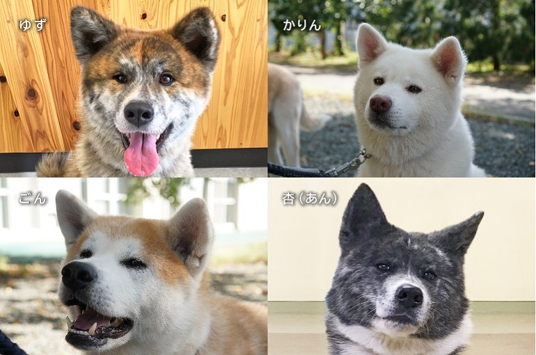 秋田犬の未来をみんなで守る ワン アクションプロジェクト Fan Akita ファンあきた